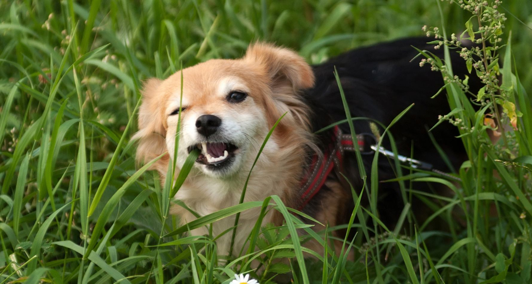 Dlaczego pies je trawę? Fakty i mity