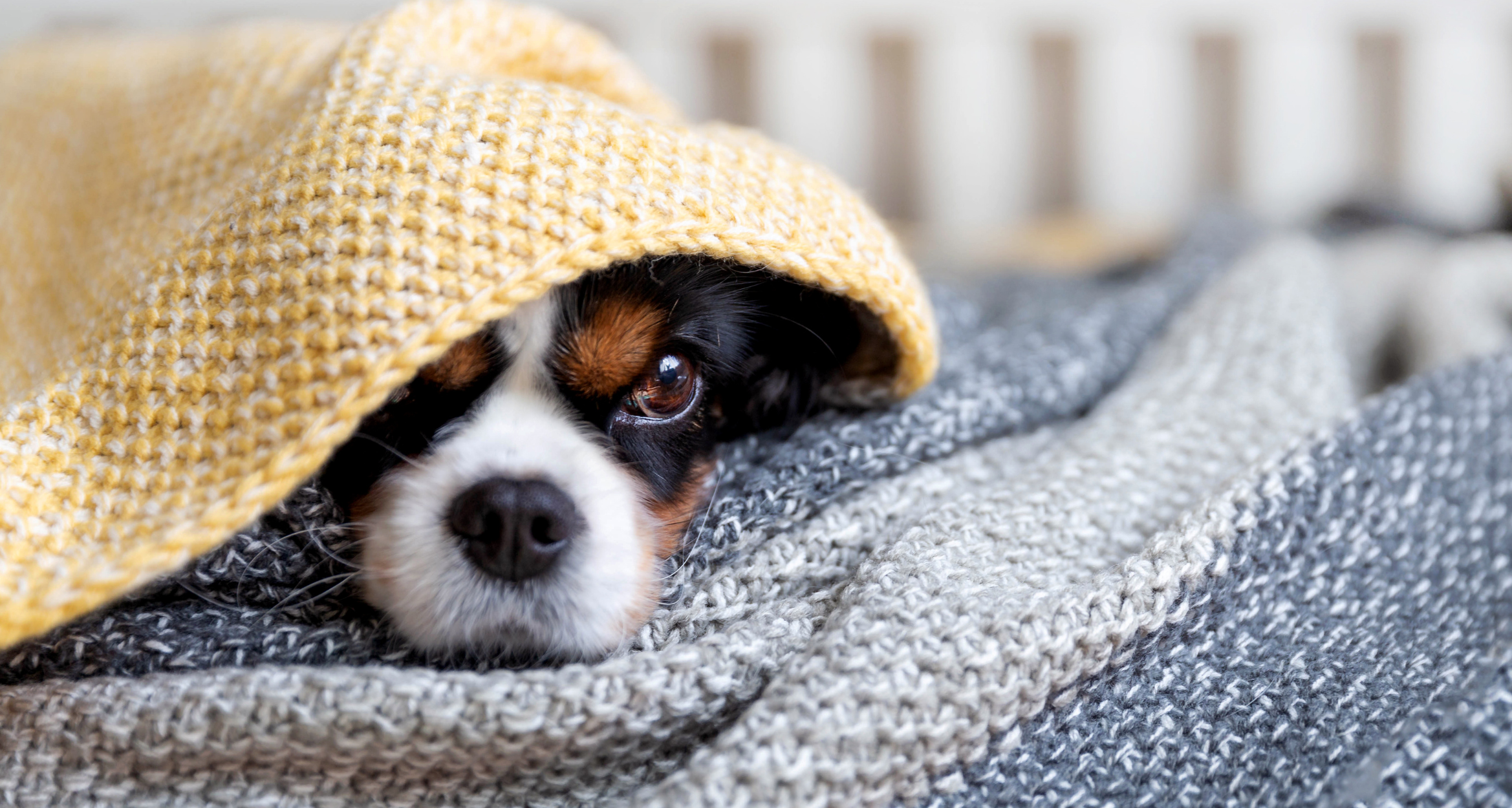 Wymioty u psa – praktyczne porady i wskazówki