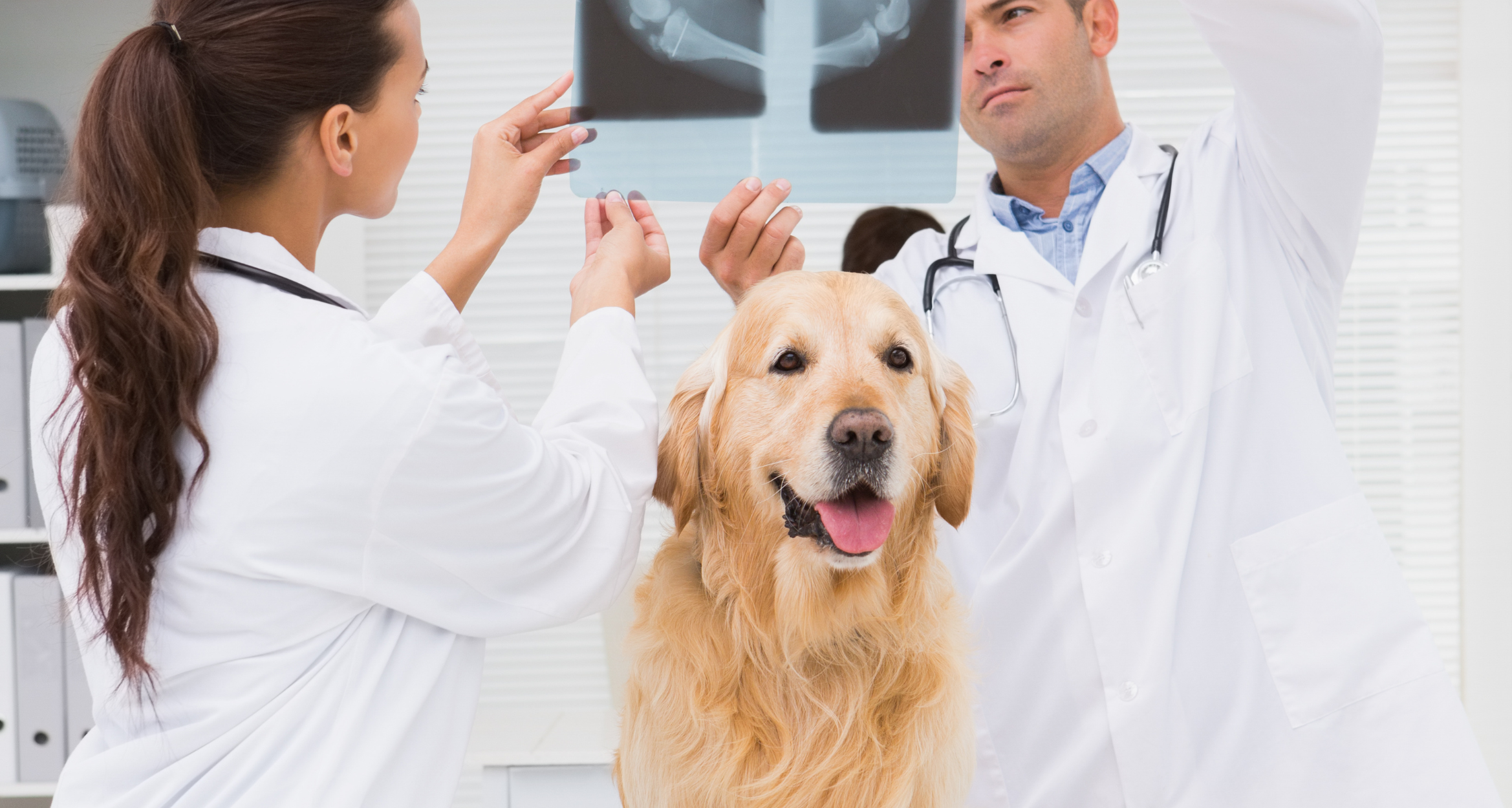 Dysplazja u psa – zapobieganie i leczenie