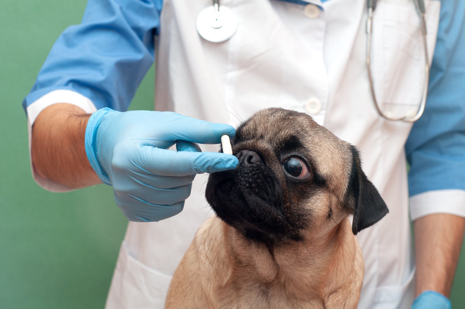 Suplementy diety dla psa – czy warto po nie sięgać i kiedy stosować?