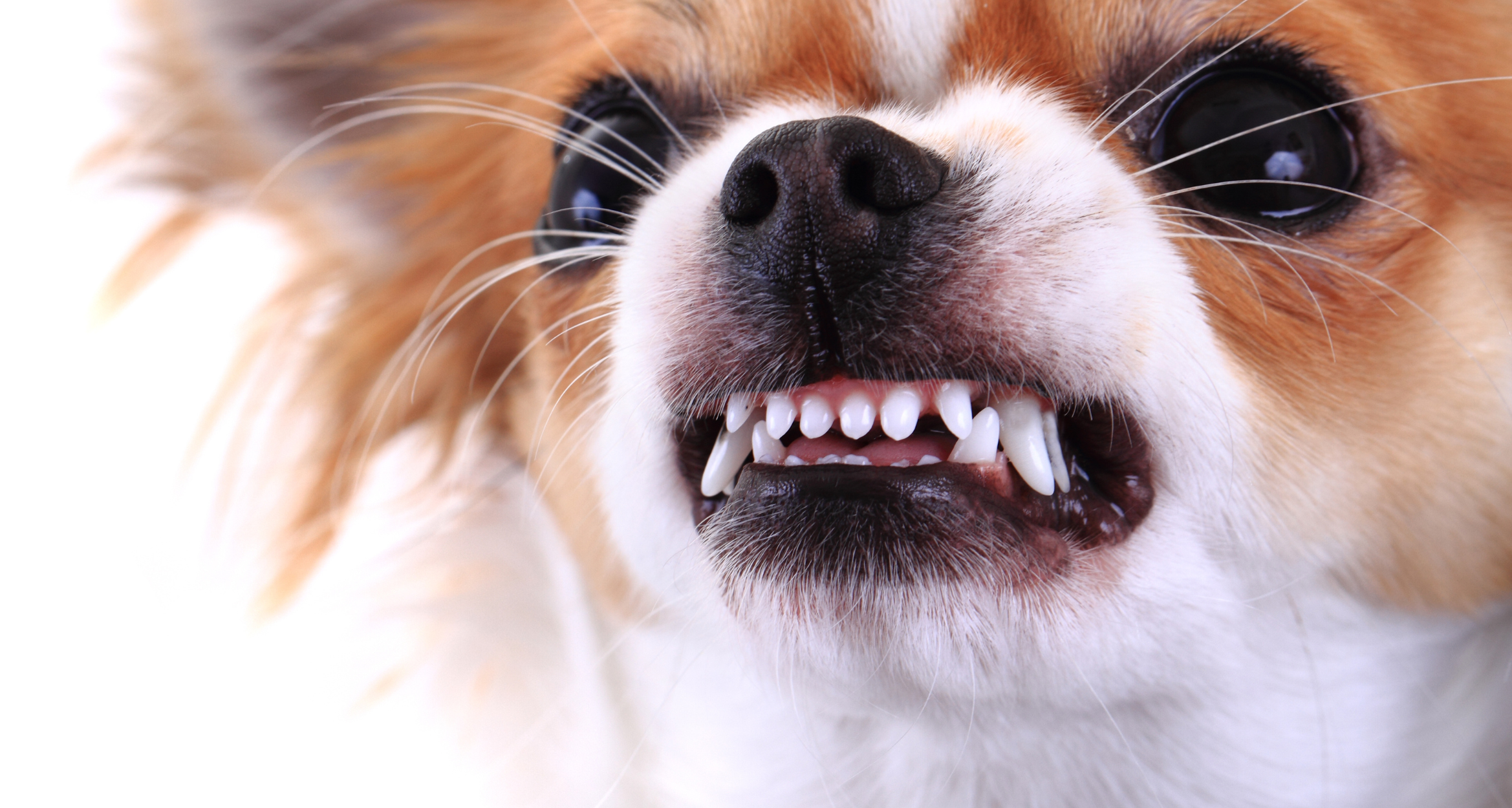 Agresywne psy – jak radzić sobie z agresją wobec właściciela?