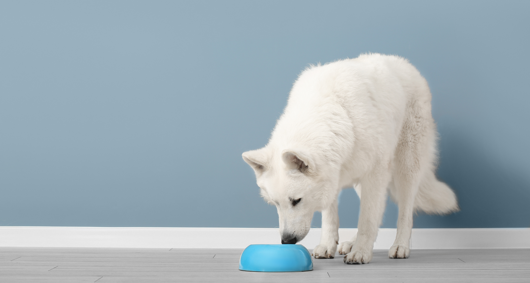 Brak apetytu u psa. Dlaczego pies nie chce jeść?