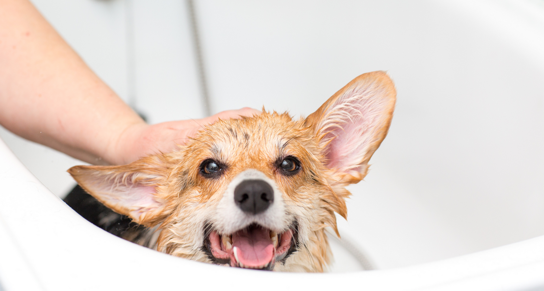 Pies śmierdzi? Oto skuteczne porady na brzydki zapach