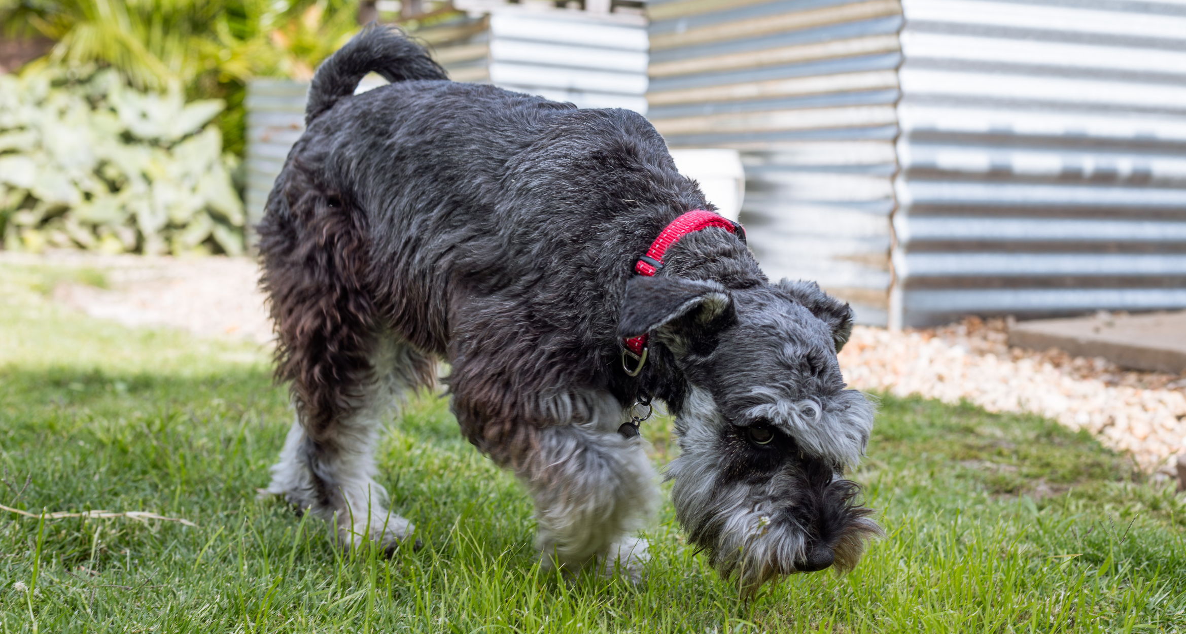 Koprofagia u psów: Dlaczego pies je kupy i jak to powstrzymać