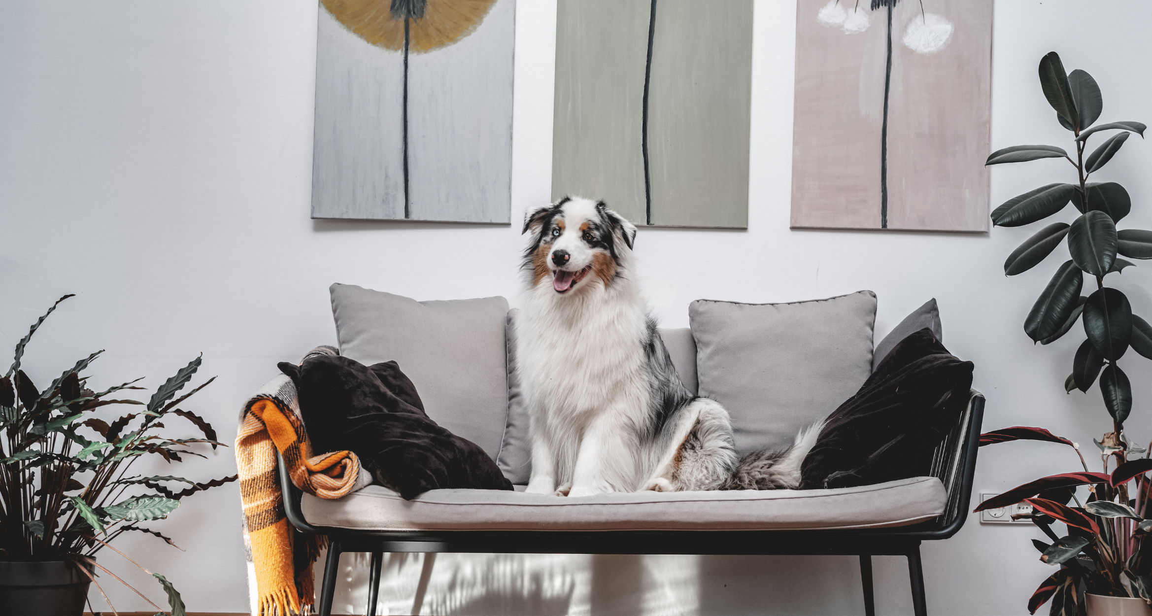 Pies do mieszkania w bloku: Jakie rasy sprawdzą się najlepiej?