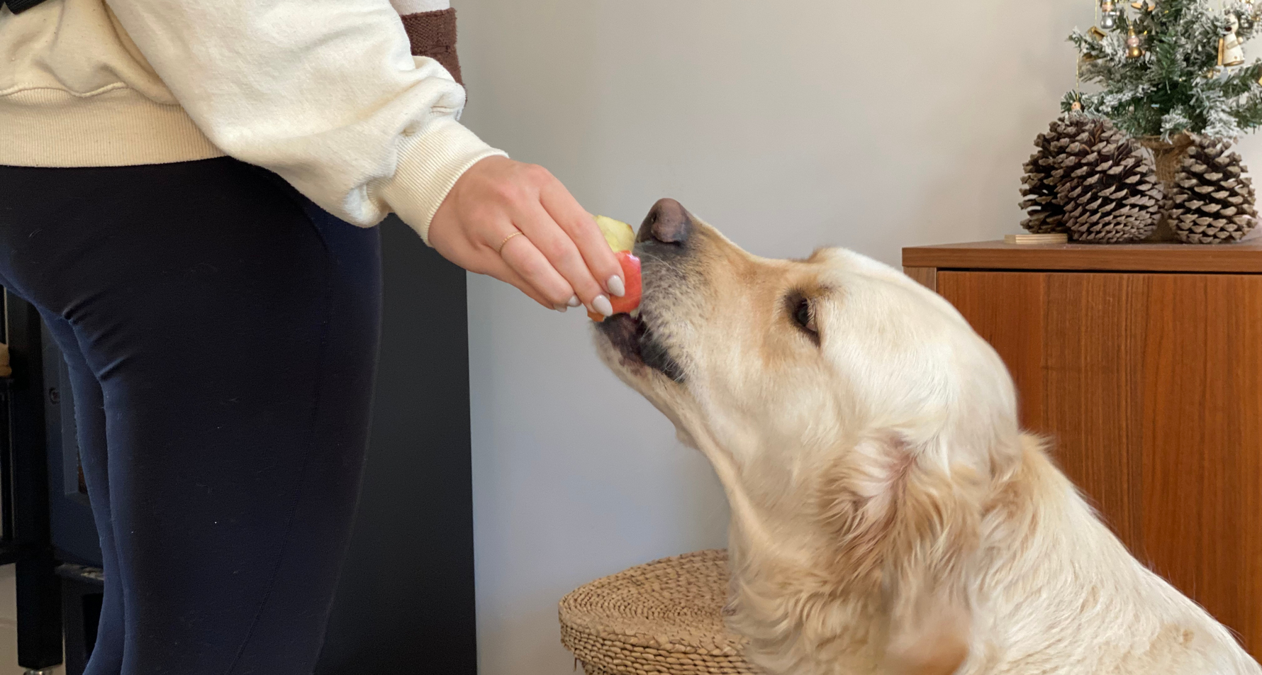 Czy pies może jeść jabłka?