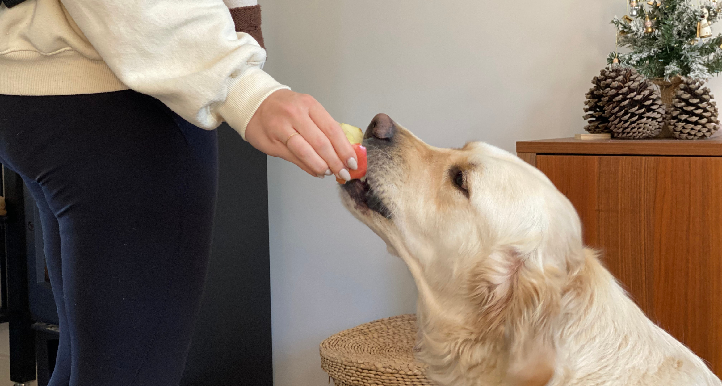 Czy pies może jeść jabłka?