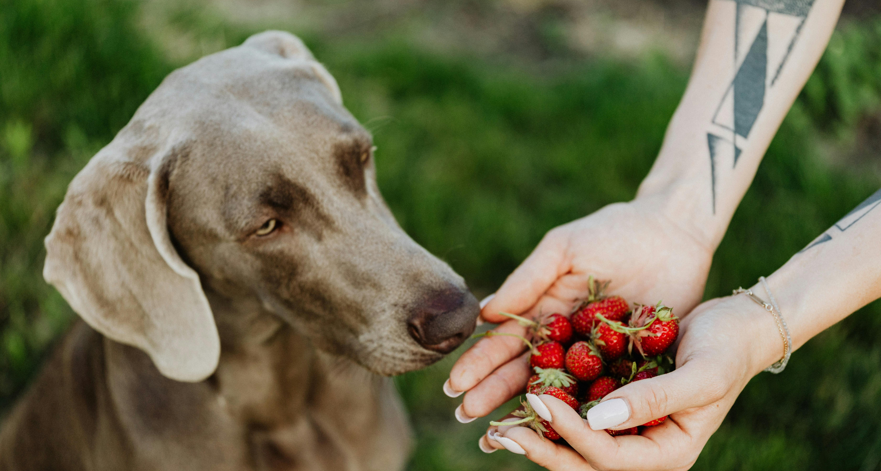 Czy pies może jeść truskawki?