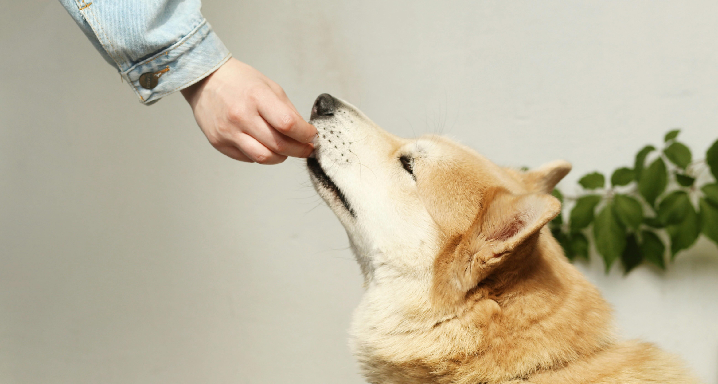 Czy pies może jeść orzechy?