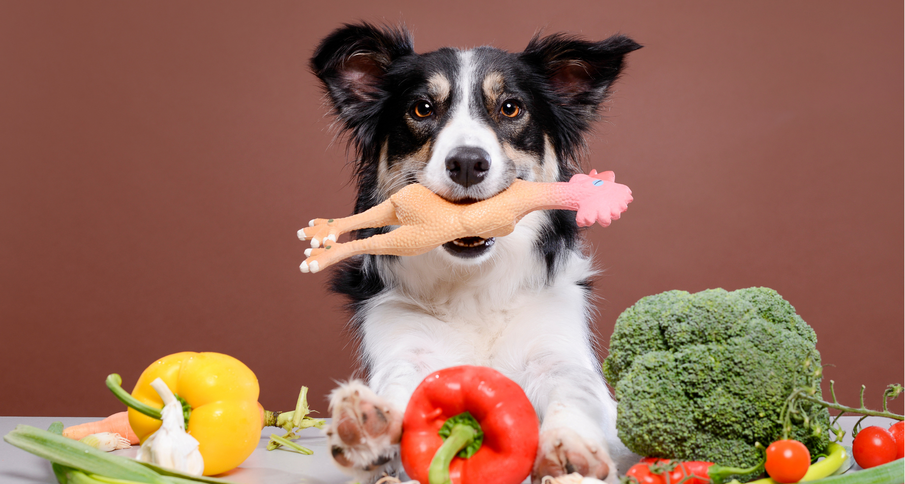 Czy Twój pies potrzebuje multiwitamin? Objawy niedoborów