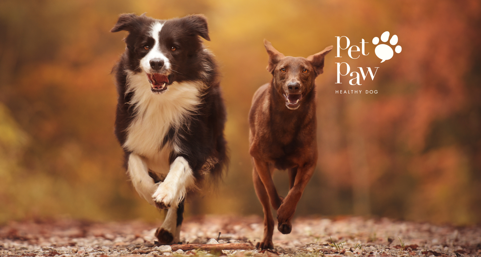 Suplement na stawy dla psa - na co zwrócić uwagę przy wyborze?