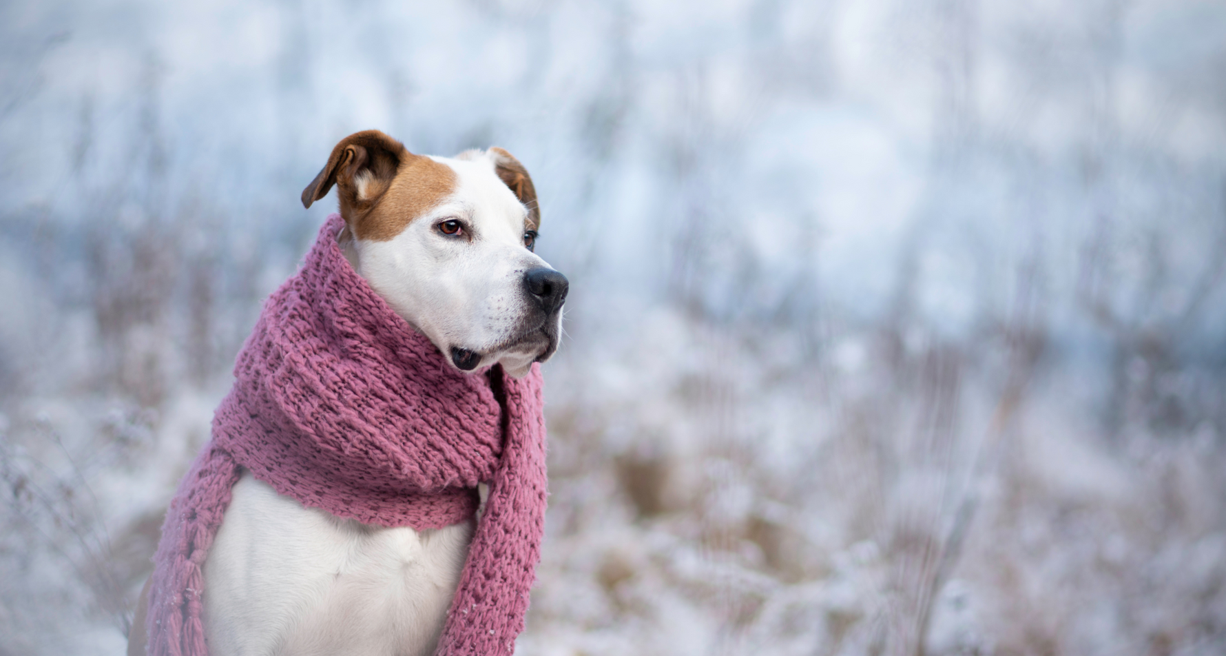 Witaminy na odporność dla psa – wsparcie w okresach zwiększonego ryzyka