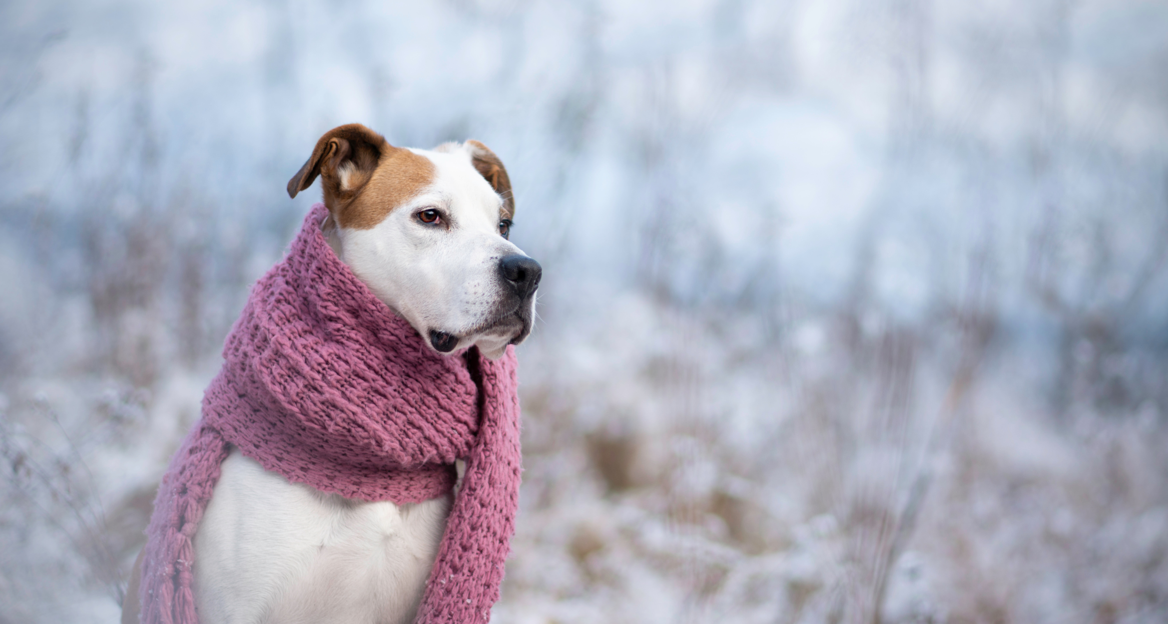 Witaminy na odporność dla psa – wsparcie w okresach zwiększonego ryzyka