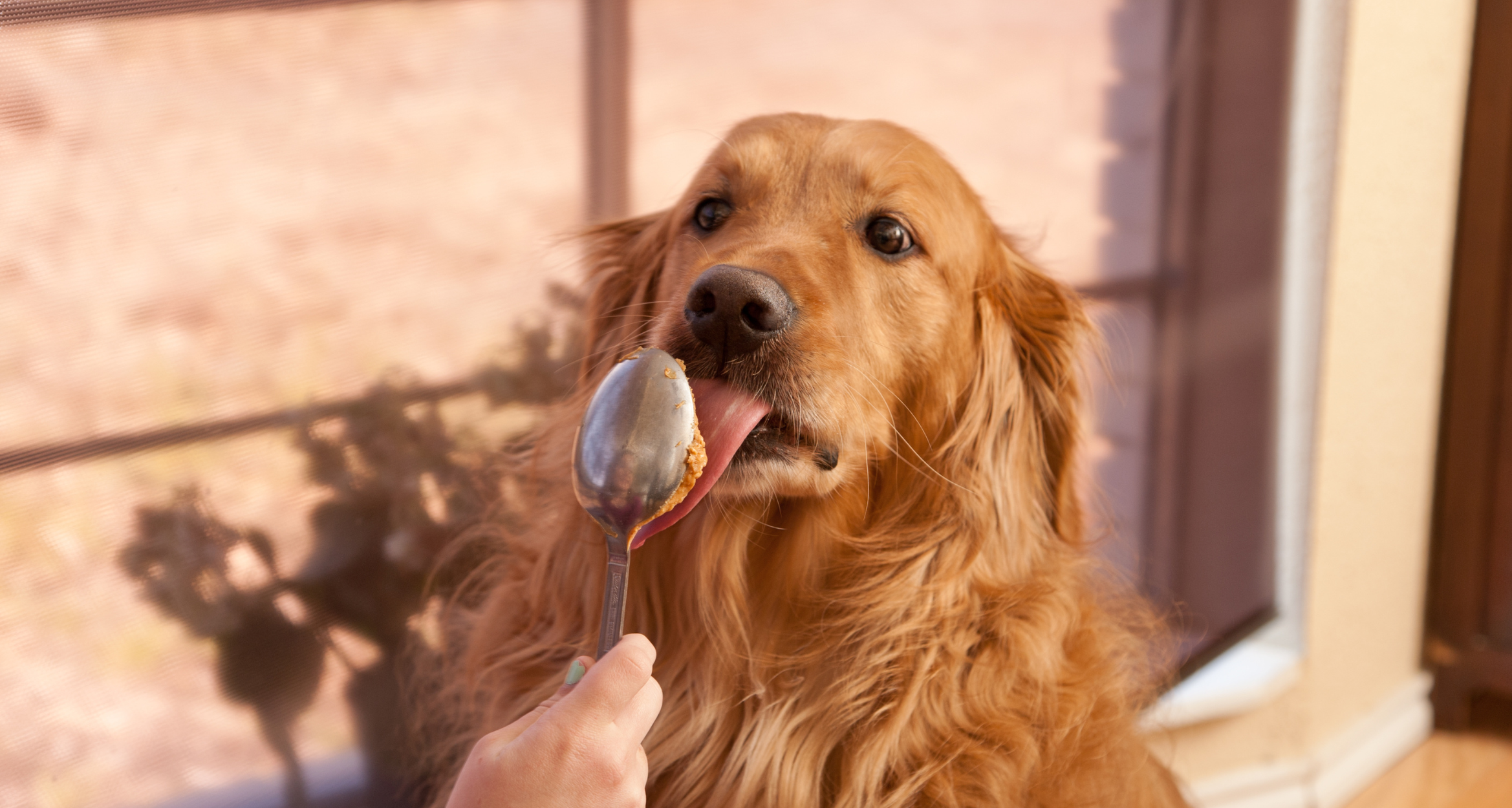 Domowe czy gotowe – jakie naturalne suplementy dla psa wybrać?