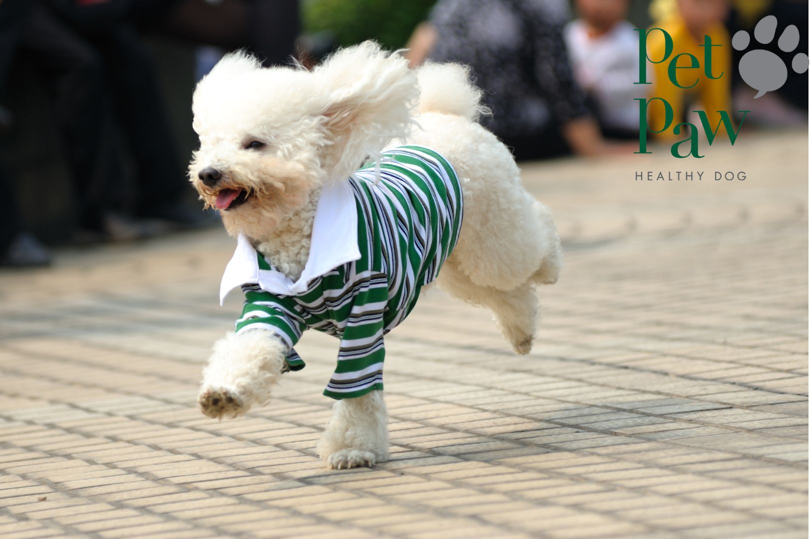 Dlaczego pies ucieka? 5 skutecznych sposobów na zapobieganie ucieczkom.